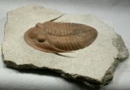 Rare Leningradites longispinus Russian Trilobite