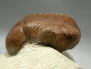 Illaenus chudleighensis Russian Trilobite