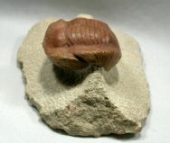 Illaenus intermedius Russian Trilobite