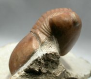 Illaenus schmidti Russian Trilobite