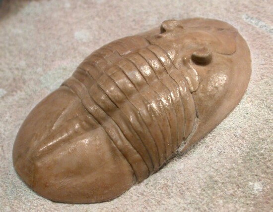 Rare Russian Trilobite Ptychopyge rossica