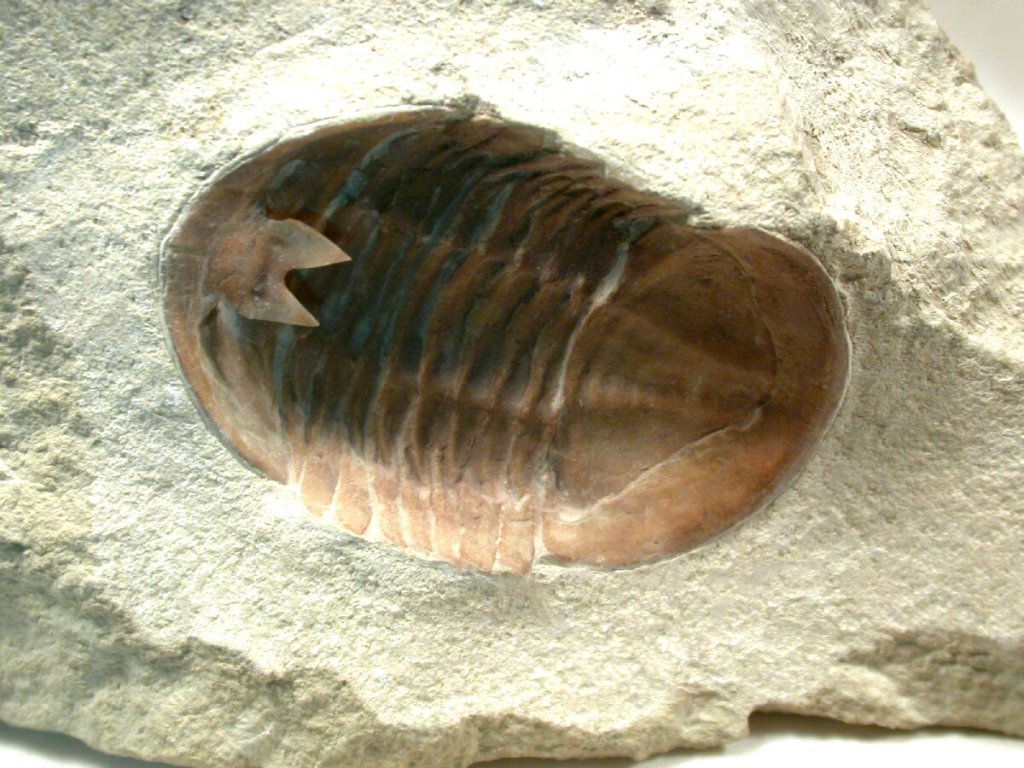 Russian Ordovician Trilobite