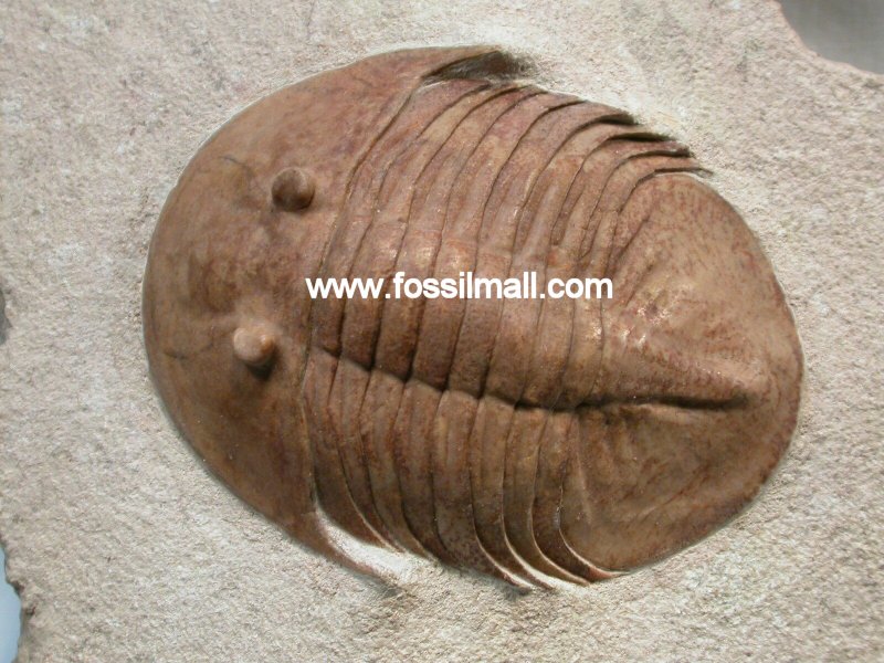 Pseudobaselicus planus