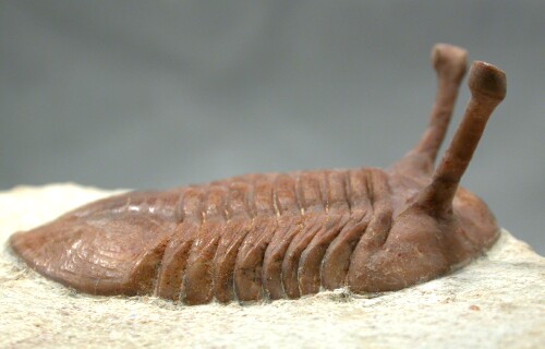 Asaphus kowalewskii Russian Trilobite