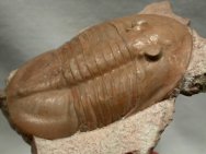Ptychopyge limbata Russian Trilobite