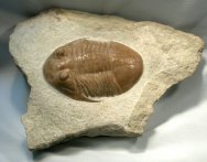 Asaphus (Subasaphus) Platyurus Russian trilobite