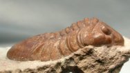 Asaphus dephinus