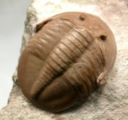 Paraptychopyge