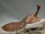 Asaphus kowalewski Russian Ordovician Trilobite