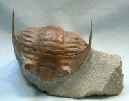 Rare Russian Trilobite Asaphus pseudoplatyurus