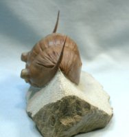 Asaphus pseudoplatyurus