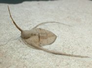 Lonchodomas volborthi Rare Russian Trilobite