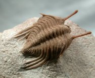 Russian trilobite Cybele panderi