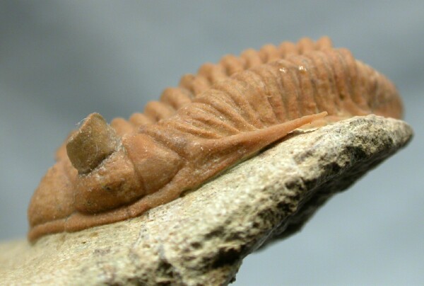 Chasmops praecurrens Russian Trilobite