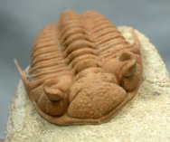 Chasmops praecurrens Russian Trilobite