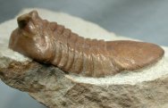 Asaphus Cornutus Russian trilobite