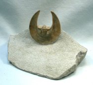 Scotoharpes spasskii Russian Trilobite