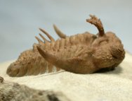 Hoplolichas furcifer Russian trilobite
