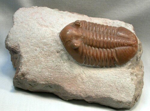 Asaphus lepidurus Russian trilobite
