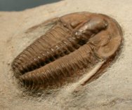 Russian Trilobite Bergeroniellus asiaticus