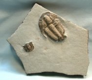 Bergeroniellus spinosus