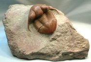 Illaenus tauricornis