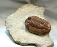 Asaphus latus Russian trilobite