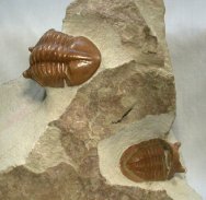 Russian Asaphid Trilobites