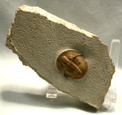 Birmanites Rare Russian  Trilobite