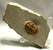 Birmanites Russian Trilobite 