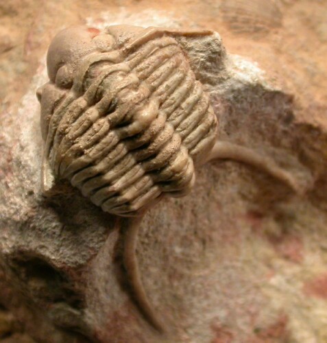 Cyrtometopus clavifrons Trilobite