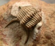 Rare Crytometopus Russian Phacopid Trilobite