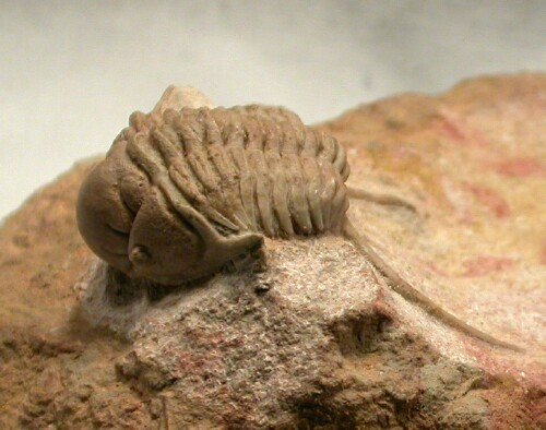 Rare Cyrtometopus clavifrons Russian trilobite