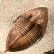 Megistaspis triangularis Russian Trilobite