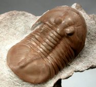 Ptychopyge wolchovense, a Rare Russian Ordovician Trilobite 