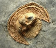 Nankinolithus Trilobite