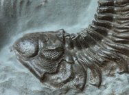 Acastacephala macrops