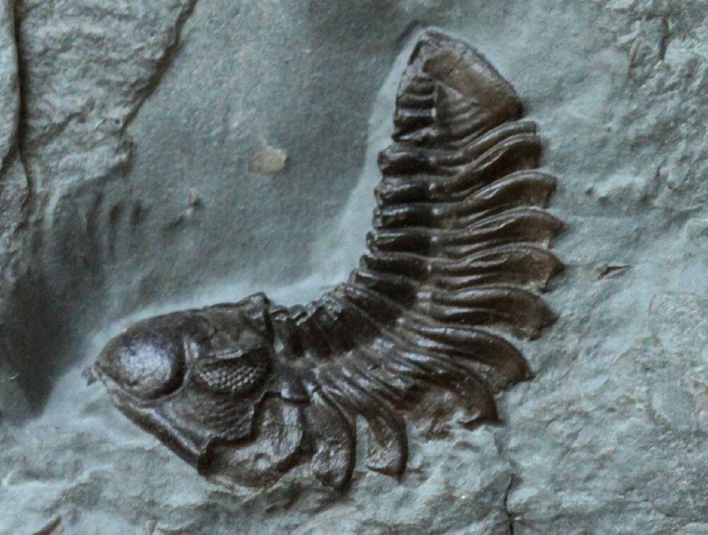Silurian Trilobite Acastacephala