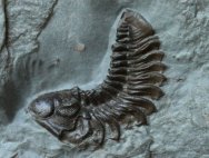 Acastacephala macrops Trilobite