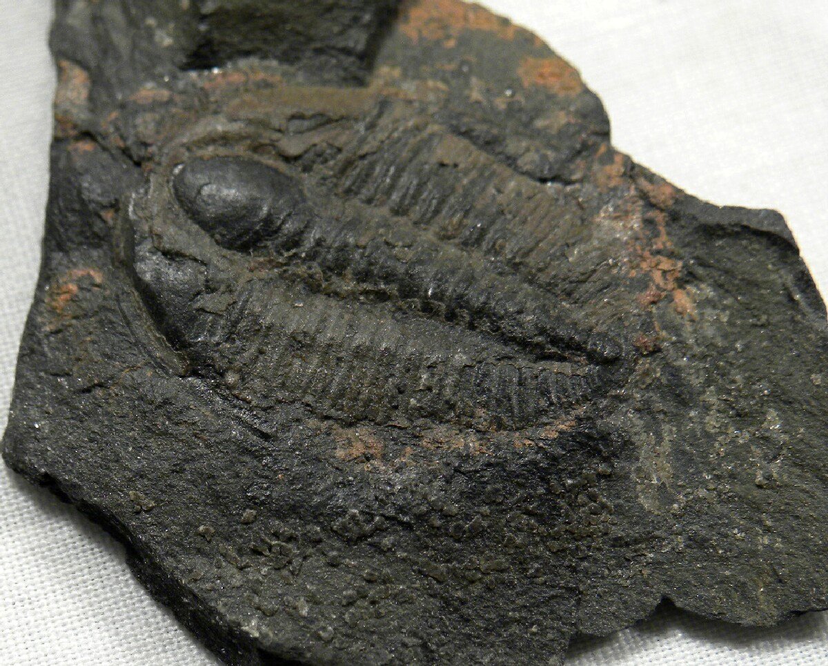 Parabolina Trilobite