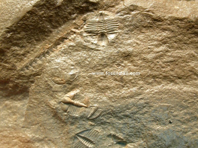Lonchodomas Trilobites