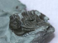 Leonaspis Dudley Trilobite