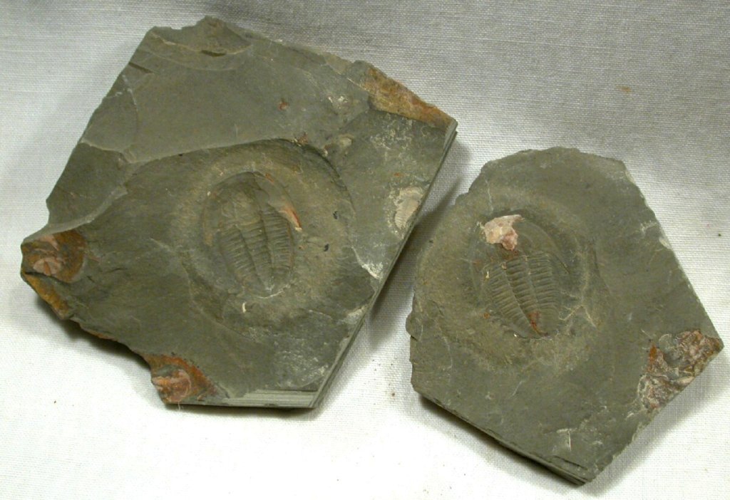 Anomocarella Trilobites