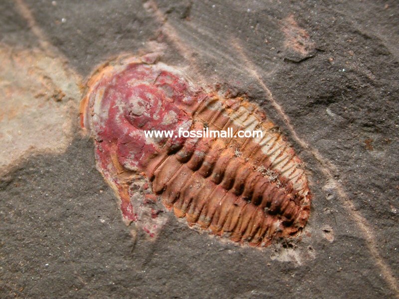 Trilobite from Emu Bay