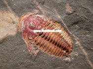 Hsuaspis Trilobite