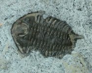 Rare Hadromeros Trilobite