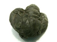 Paraproetus girvanensis Trilobite