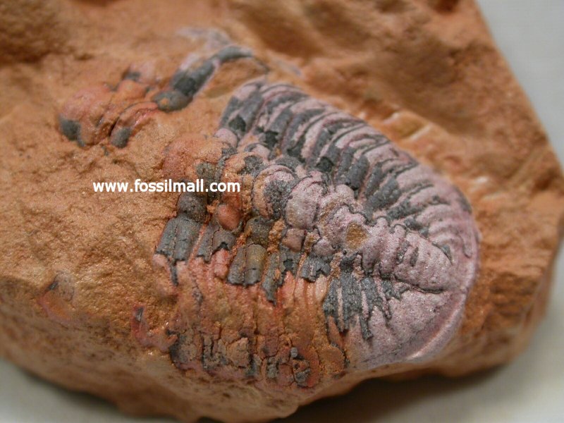 Ananaspis Australian Trilobite
