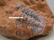 Ananaspis serrata Trilobite