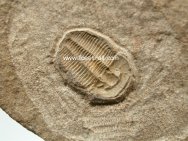 Otarion diffractum Trilobite